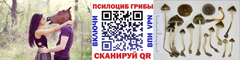 Псилоцибиновые грибы прущие грибы  Верхоянск 